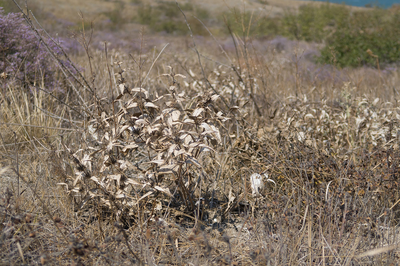 Image of Phlomis taurica specimen.