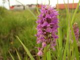 Dactylorhiza incarnata. Соцветие. Нижегородская обл., Ардатовский р-н, рабочий пос. Мухтолово, пос. станции Венец, разнотравный среднеувлажнённый луг, во влажном понижении, на кочках трав. 17.06.2020.