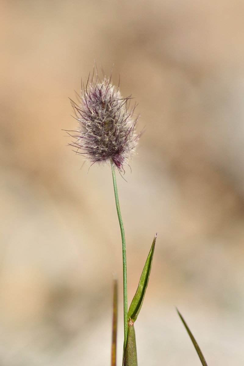 Image of genus Alopecurus specimen.