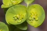 Euphorbia amygdaloides