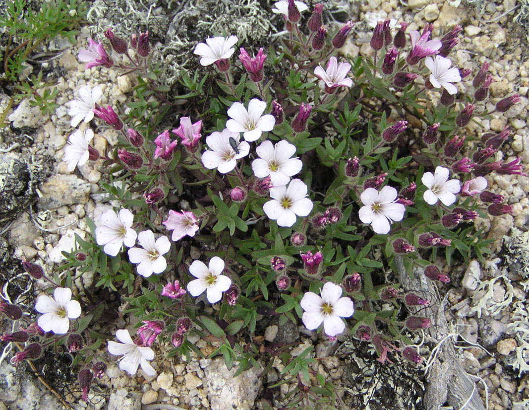 Изображение особи Gypsophila violacea.