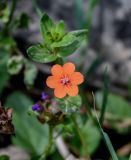 Anagallis arvensis. Верхушка побега с аномальным 6-членным цветком. Киргизия, Джалал-Абадская обл., Западный Тянь-Шань, долина р. Афлатун, ≈ 1300 м н.у.м., берег реки. 11.07.2022.