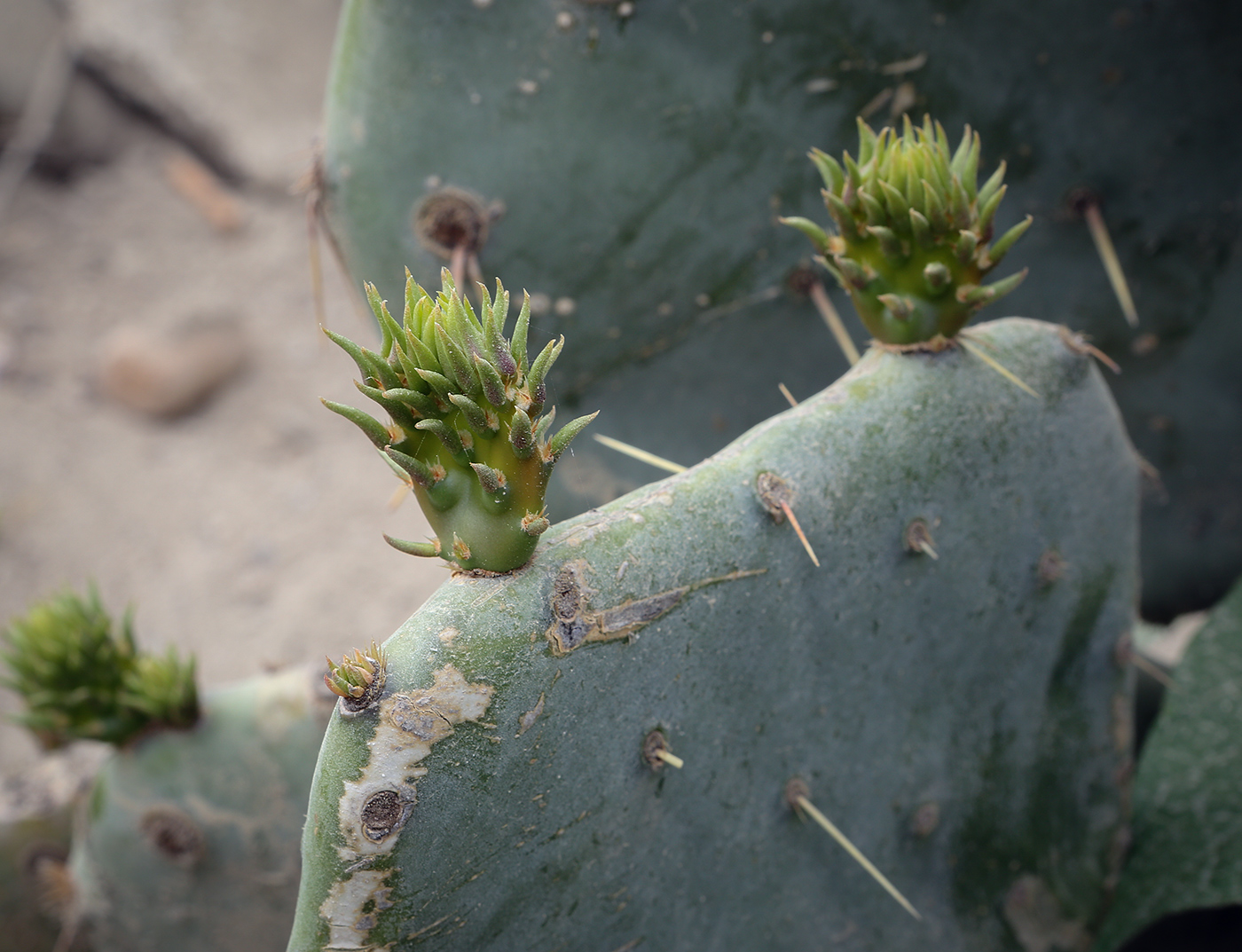 Image of genus Opuntia specimen.