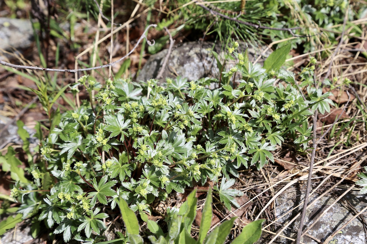 Image of Alchemilla alba specimen.