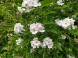 Rosa multiflora