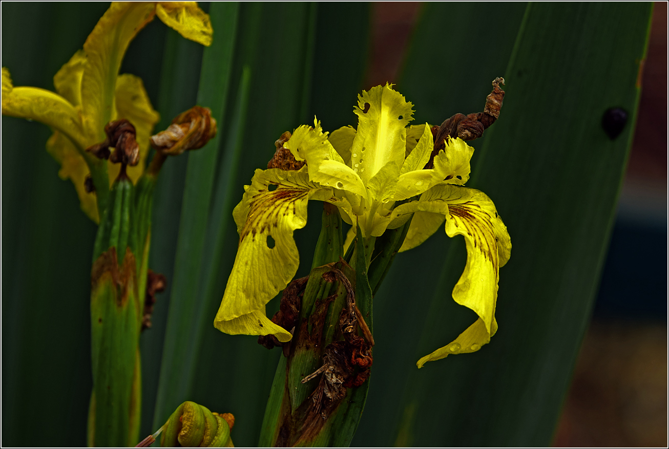 Image of Iris pseudacorus specimen.
