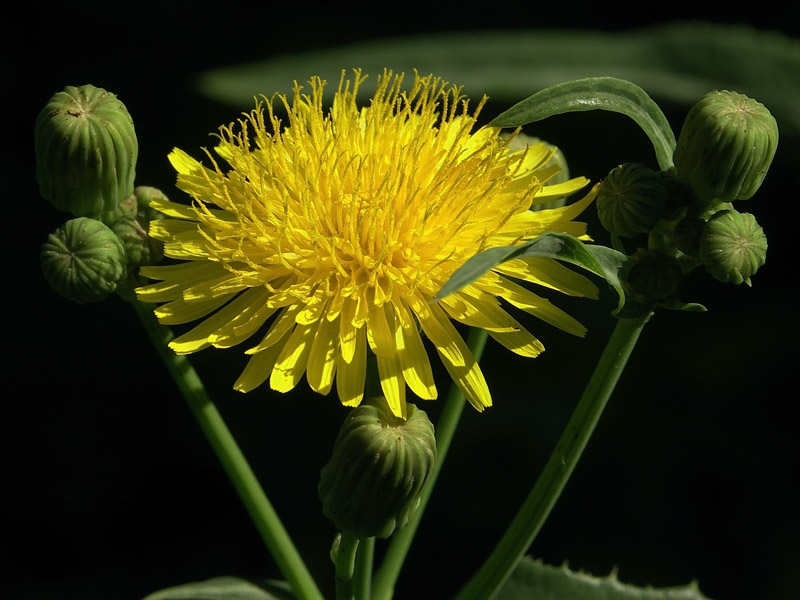 Image of Sonchus arvensis ssp. uliginosus specimen.