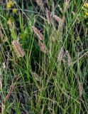Agropyron pectinatum