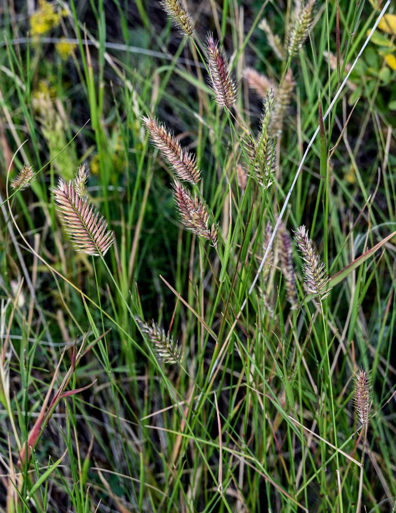 Изображение особи Agropyron pectinatum.