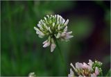 Trifolium repens