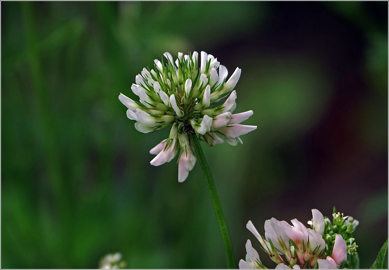 Изображение особи Trifolium repens.
