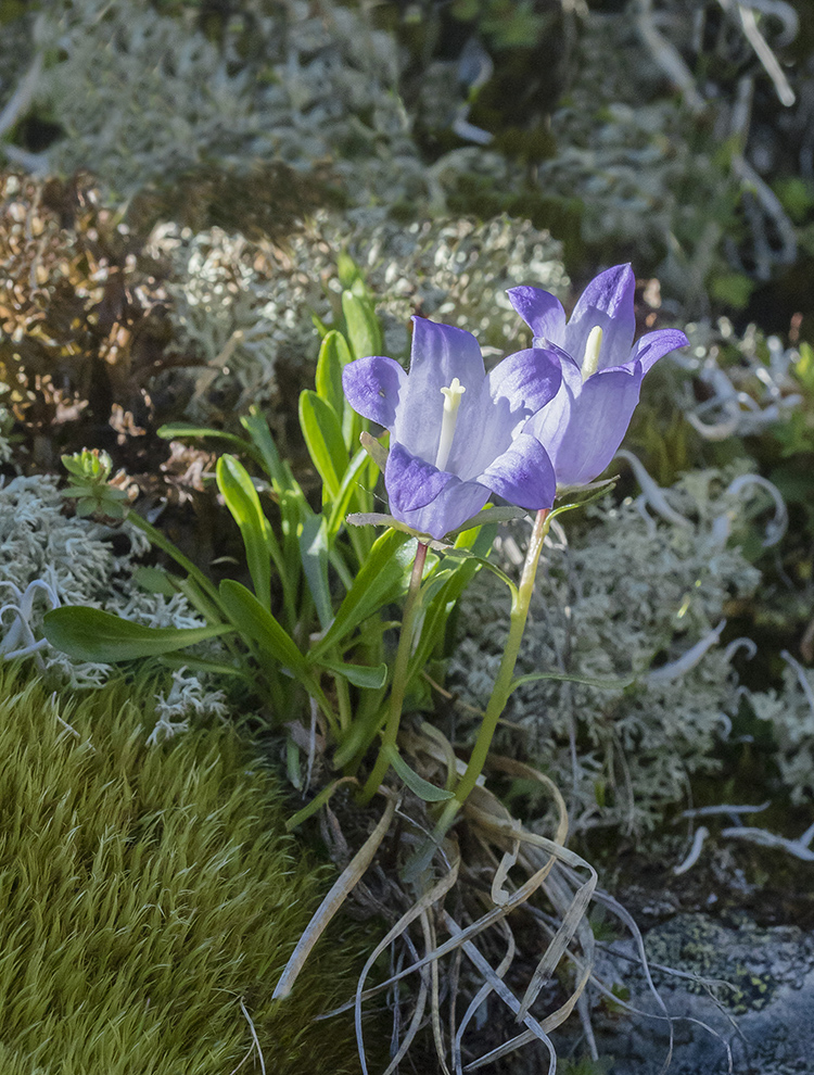Изображение особи Campanula tridentata.