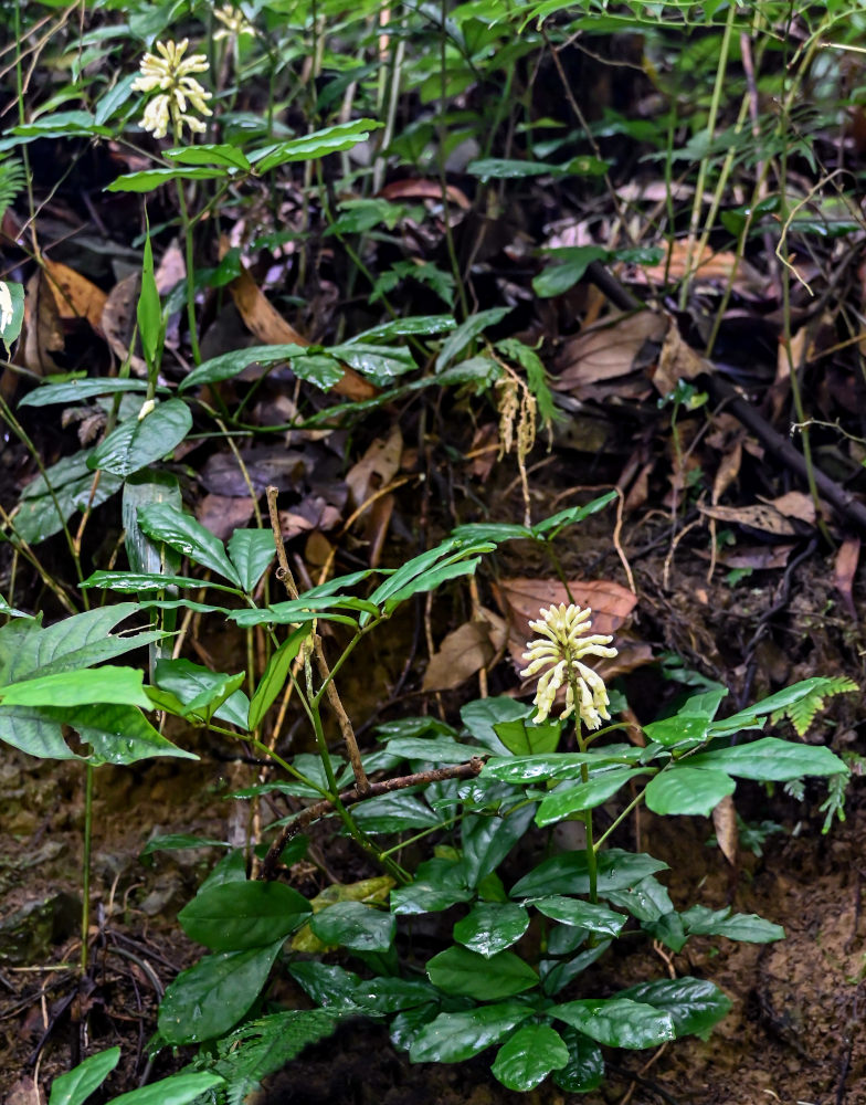 Image of Euchresta tubulosa specimen.
