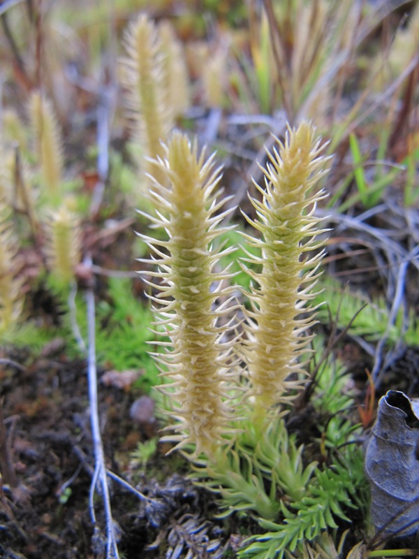 Image of Lycopodiella inundata specimen.