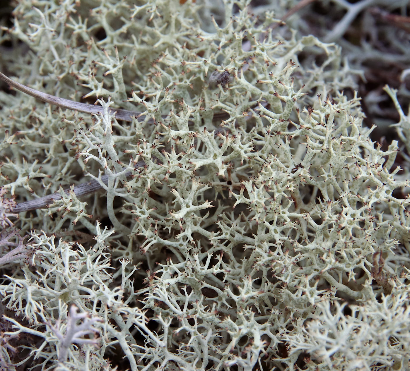 Image of Cladonia uncialis specimen.