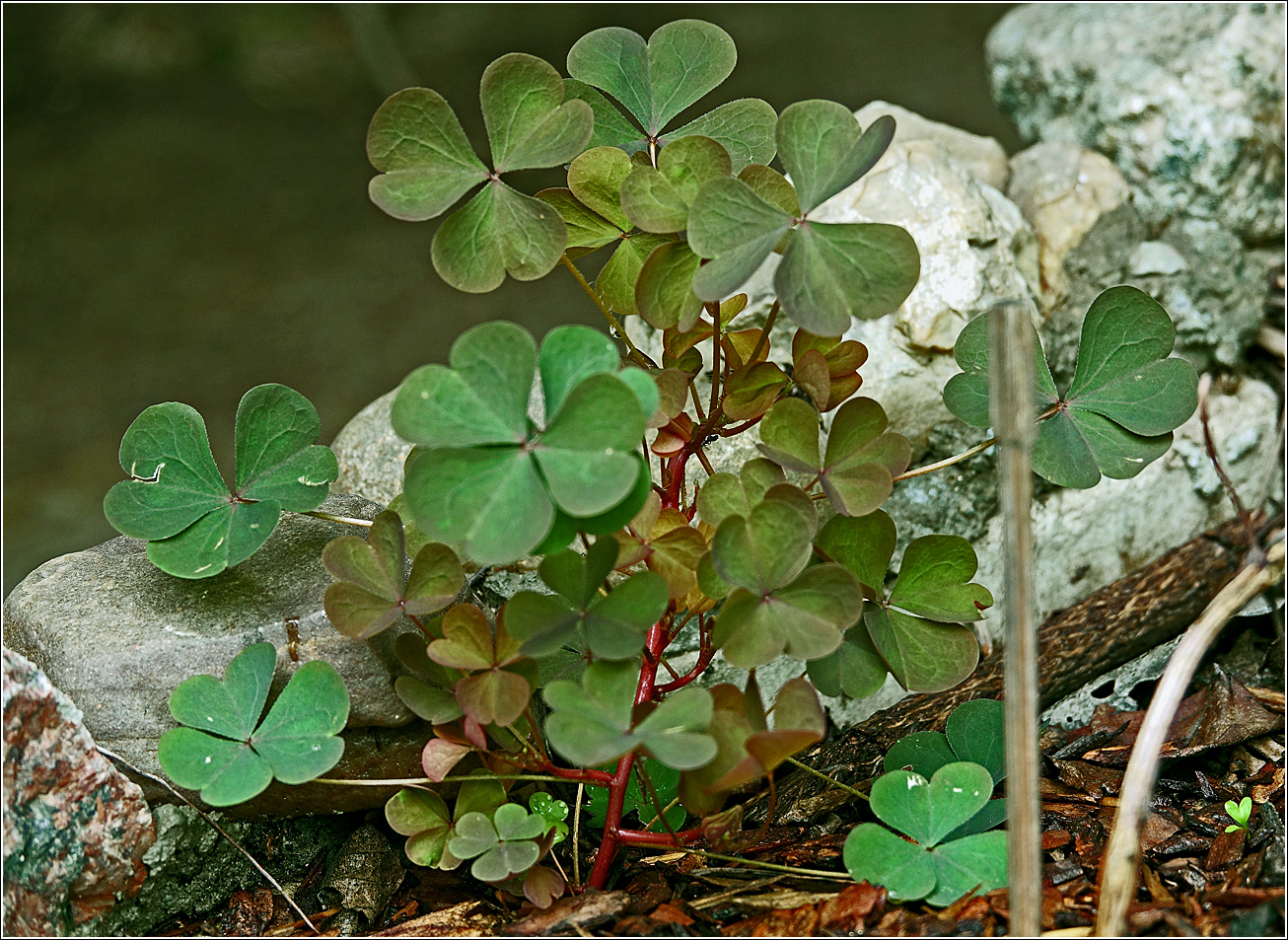 Изображение особи Oxalis stricta.