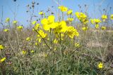 Diplotaxis tenuifolia. Цветущее растение. Украина, Херсонская обл., Арабатская стрелка, приморские пески. 10.07.2008.