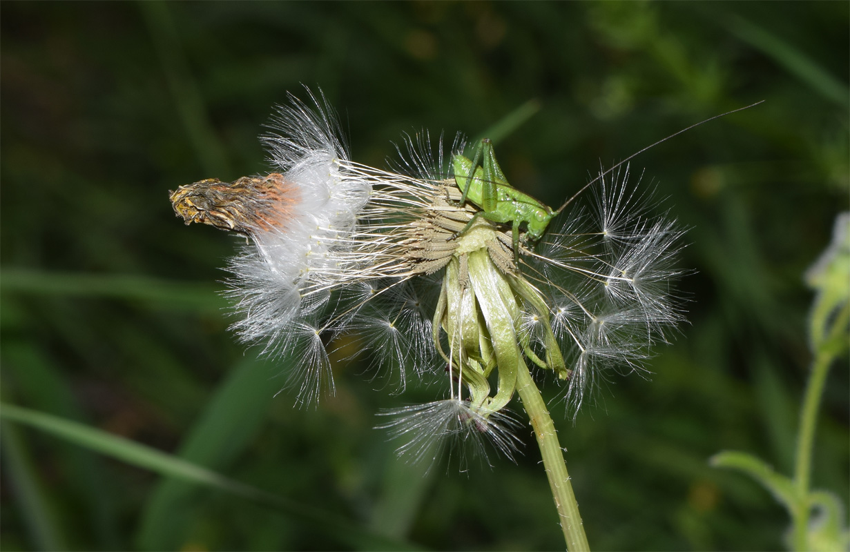 Image of genus Taraxacum specimen.
