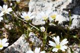 Dichodon cerastoides