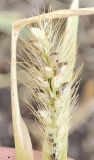 Setaria pumila