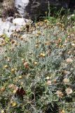 Phagnalon rupestre