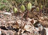 Tulipa dubia