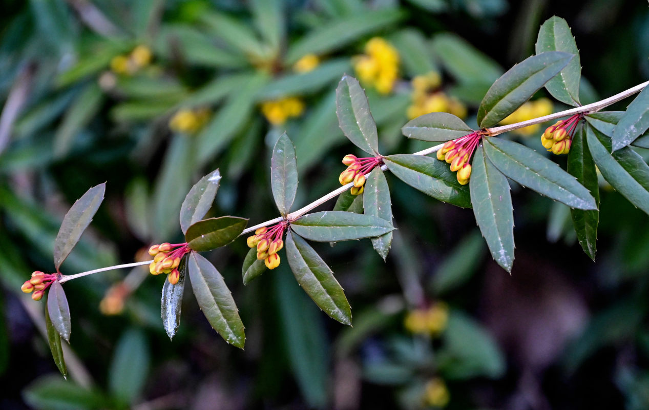 Image of Berberis julianae specimen.