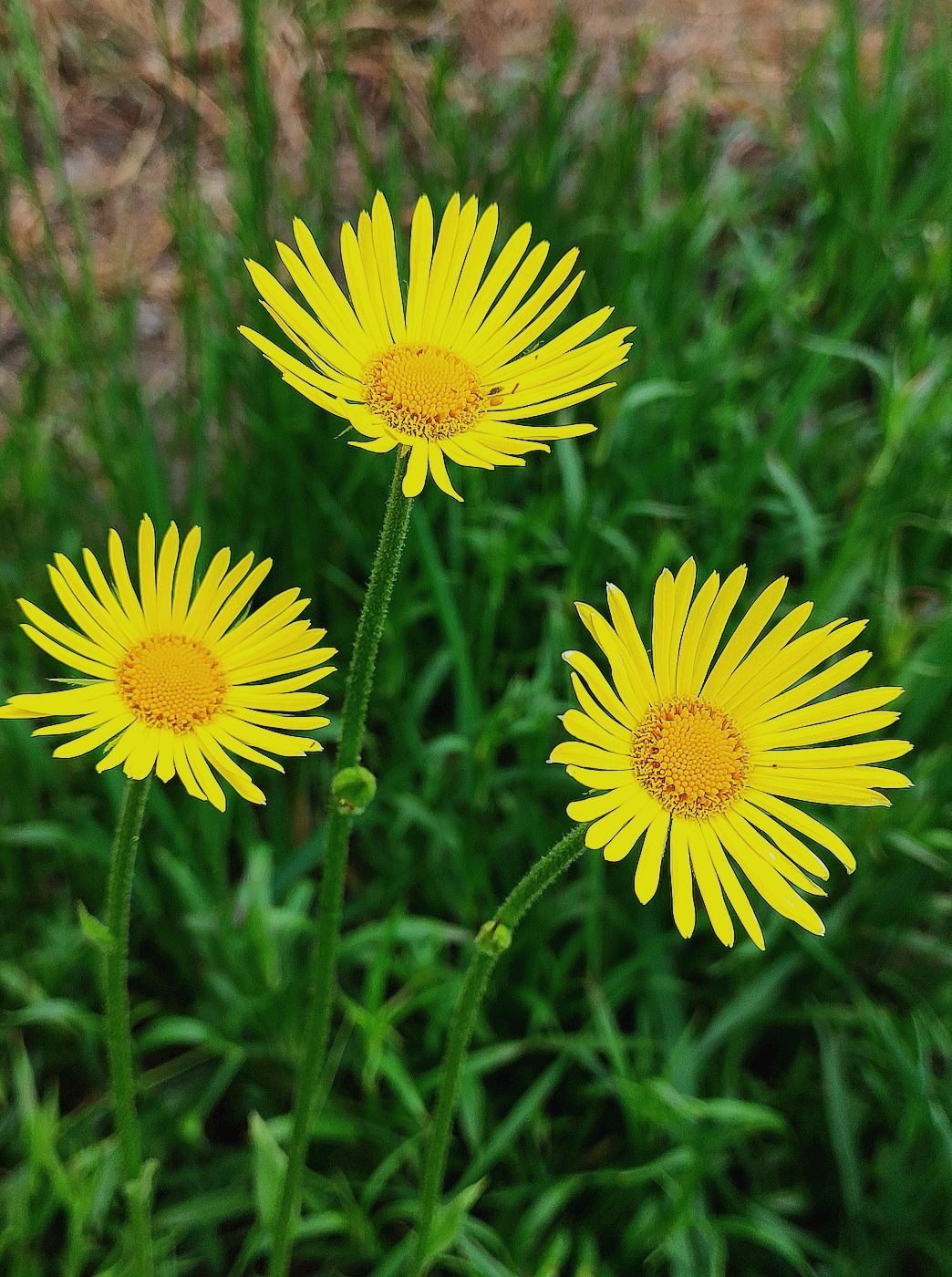 Изображение особи Doronicum hungaricum.