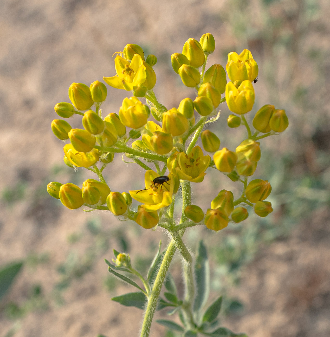 Image of Haplophyllum pedicellatum specimen.