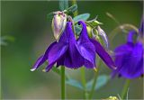 Aquilegia vulgaris