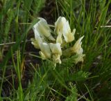 род Astragalus