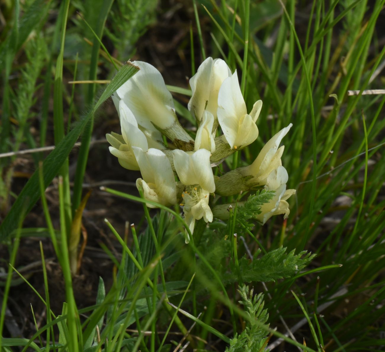 Изображение особи род Astragalus.