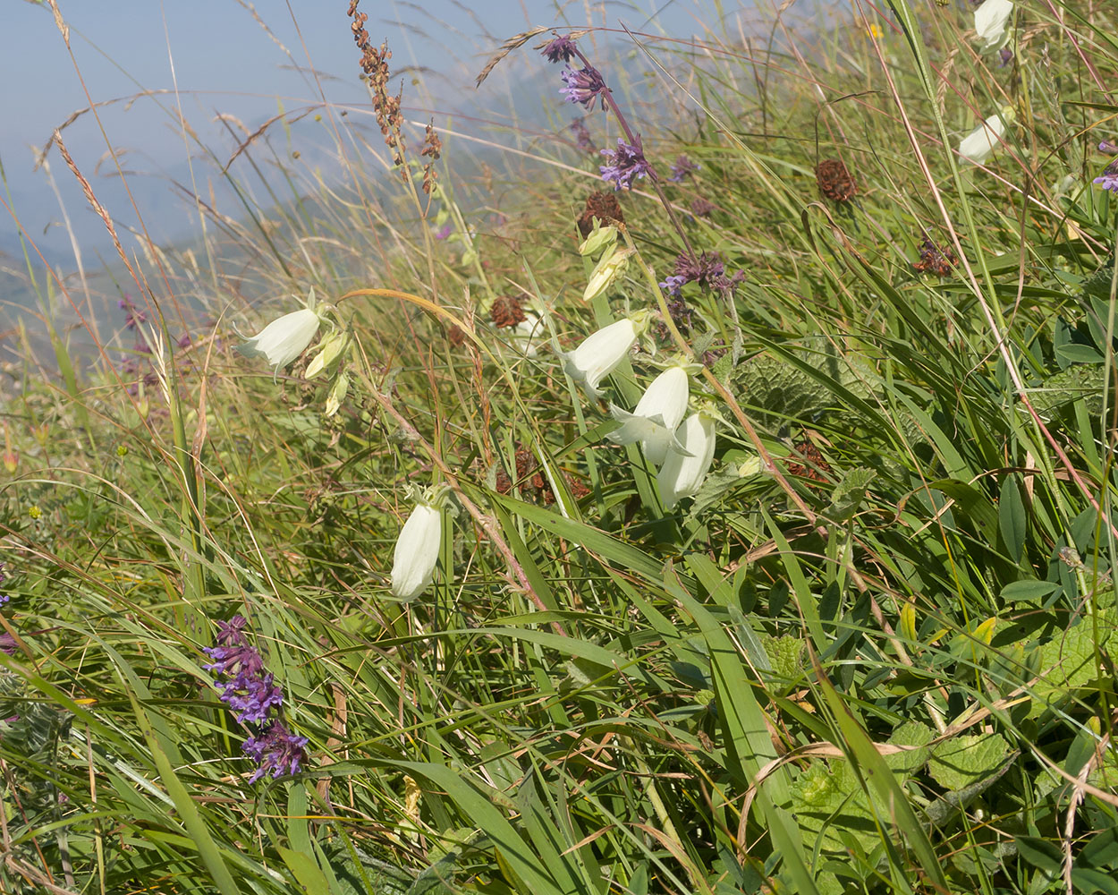 Image of Campanula dolomitica specimen.