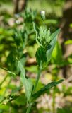 Cerastium davuricum. Верхушка побега с разкрывающимся цветком. Башкортостан, Кугарчинский р-н, окр. дер. Мурадымово, природный парк \"Мурадымовское ущелье\", дол. р. Б. Ик, в тени деревьев. 31 мая 2024 г.