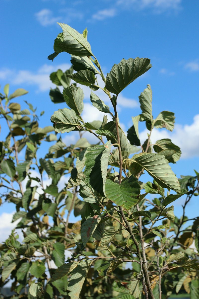 Изображение особи Alnus incana.