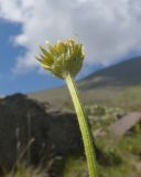 familia Asteraceae