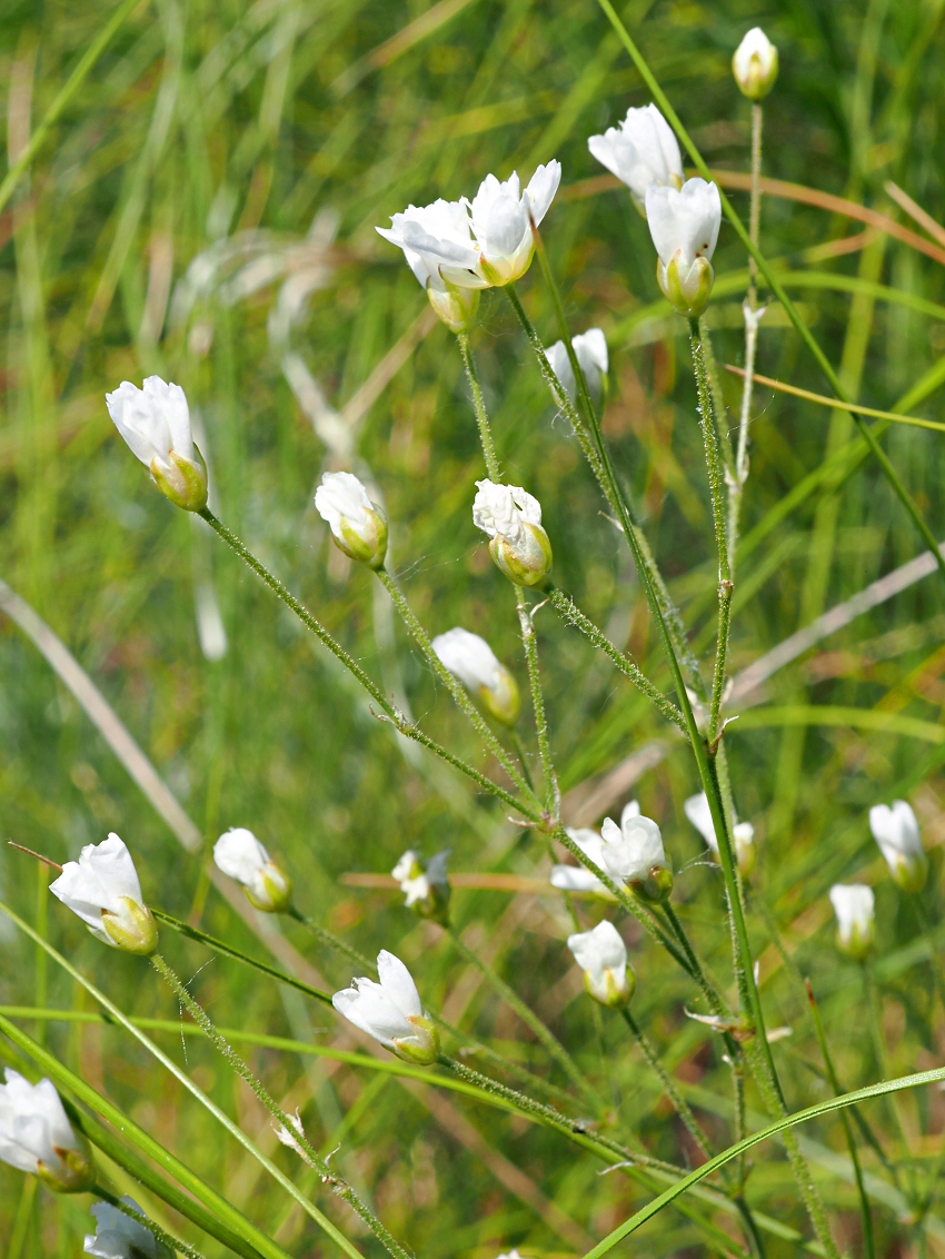 Image of Eremogone biebersteinii specimen.