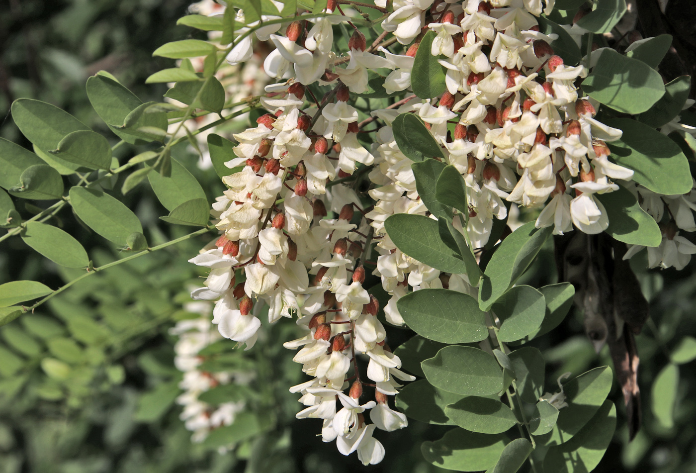 Изображение особи Robinia pseudoacacia.