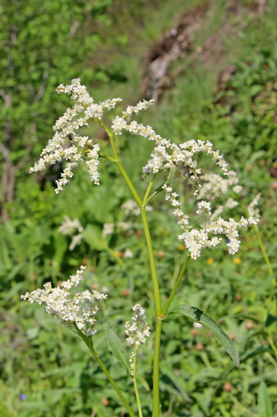 Image of Aconogonon alpinum specimen.