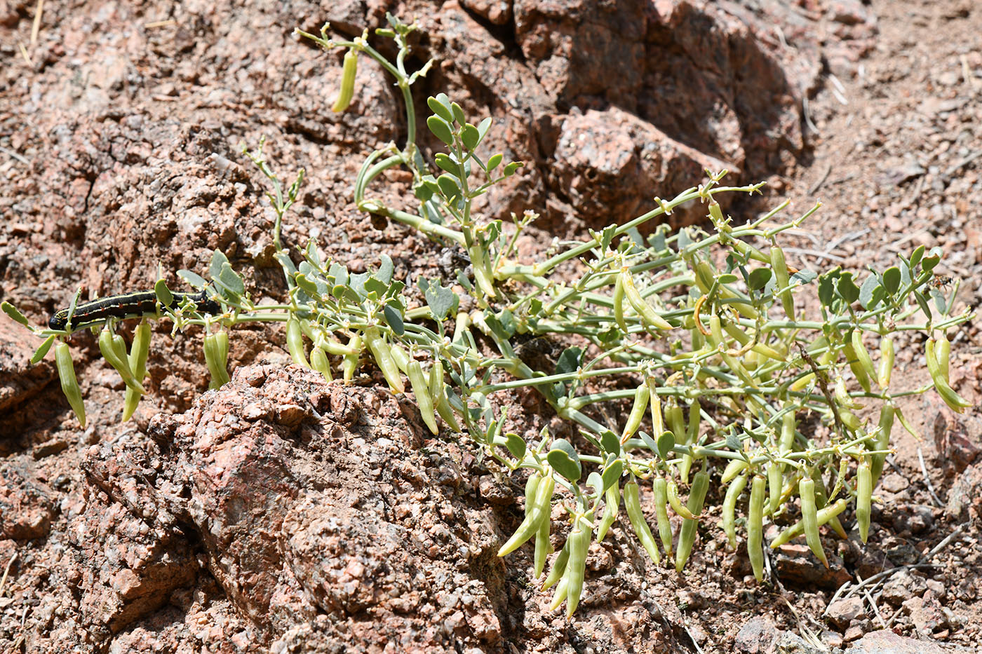 Image of Zygophyllum rosowii specimen.