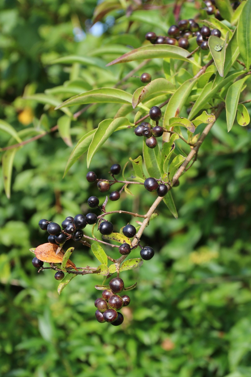 Image of genus Ligustrum specimen.