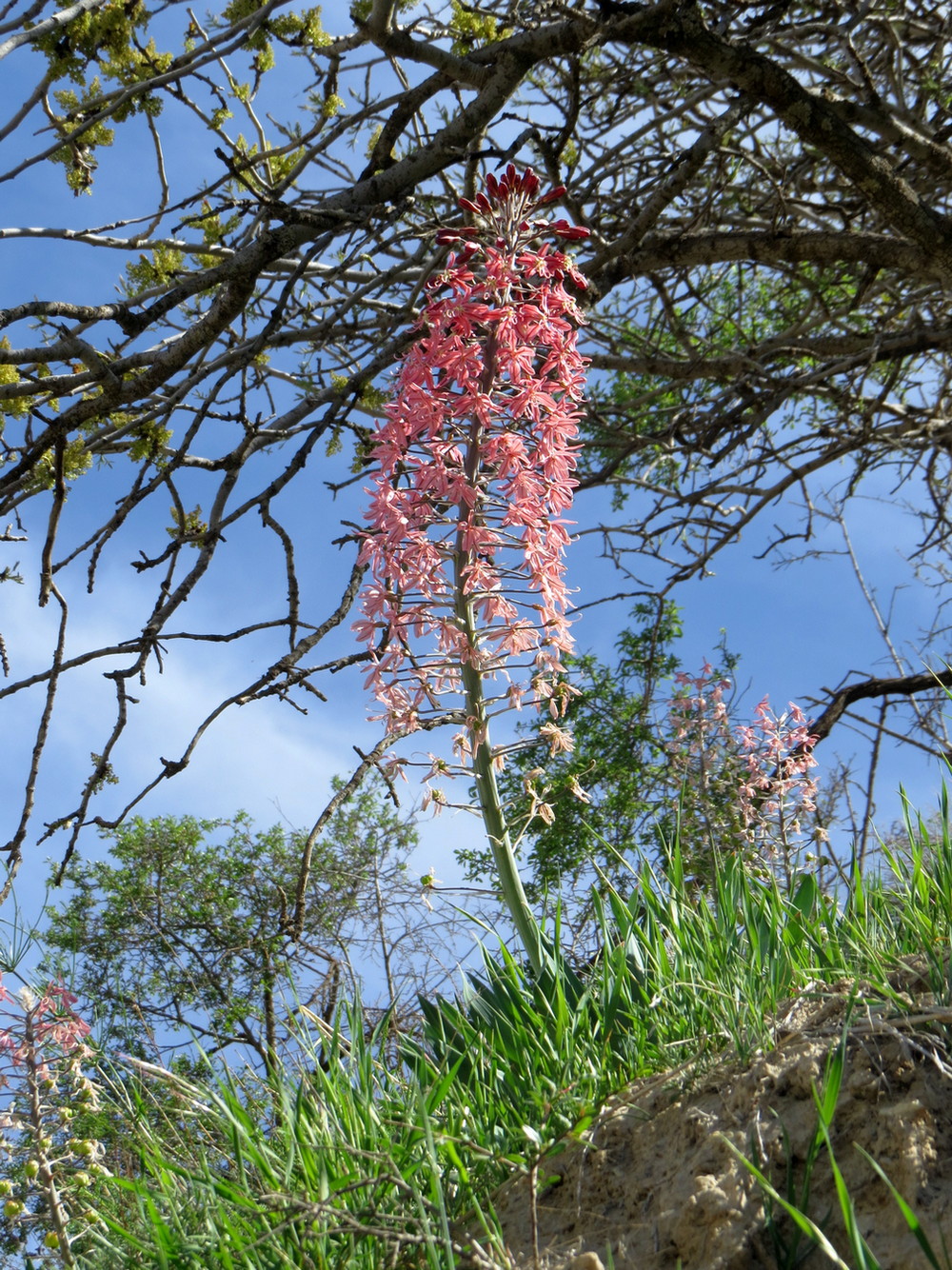 Image of Eremurus alberti specimen.