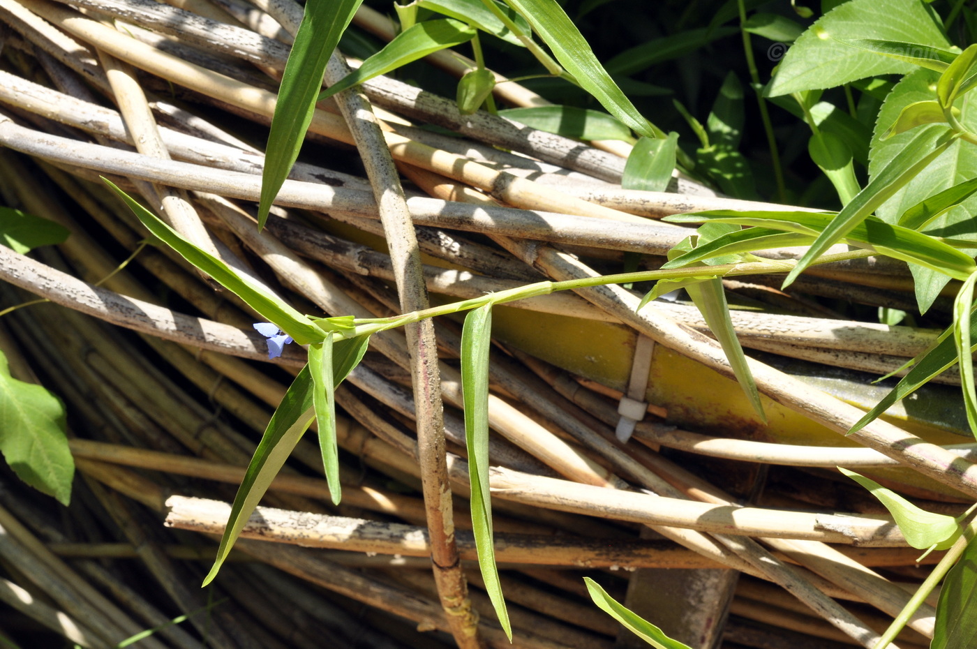 Изображение особи род Commelina.