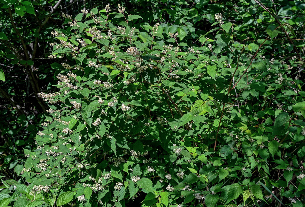 Image of Stephanandra incisa specimen.