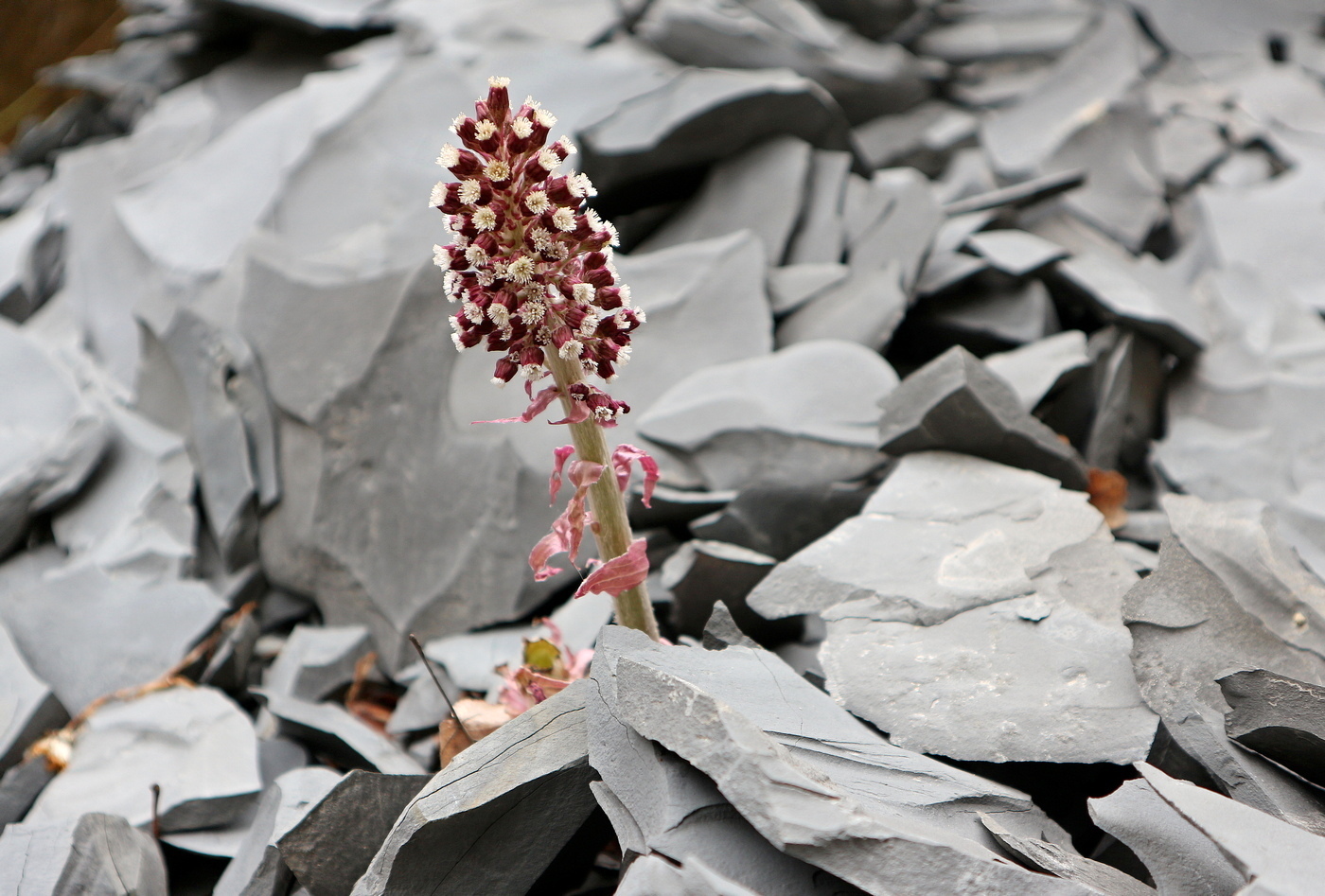 Image of Petasites hybridus specimen.