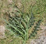 genus Carduus. Растение с развивающимися соцветиями. Турция, ил Карс, крепость Ани, луг. 28 мая 2025 г.