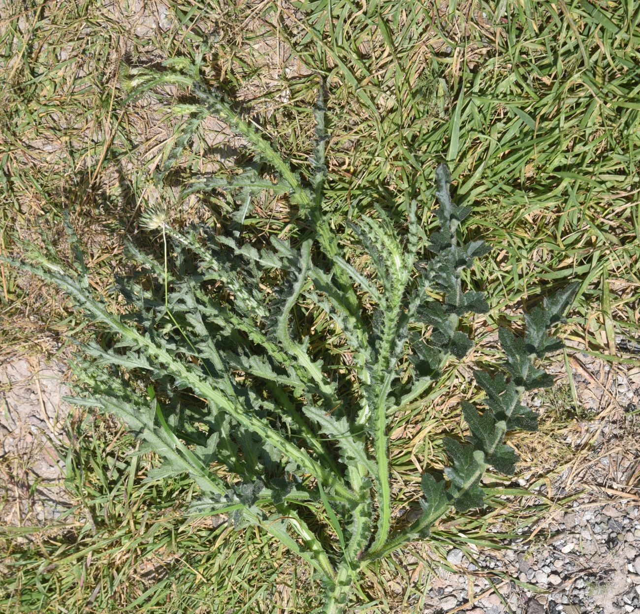 Image of genus Carduus specimen.