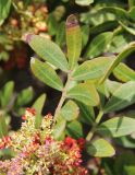 Pistacia lentiscus. Часть соцветия и лист. Италия, Лацио, Латина, бухта Гаэта. 08.04.2011.