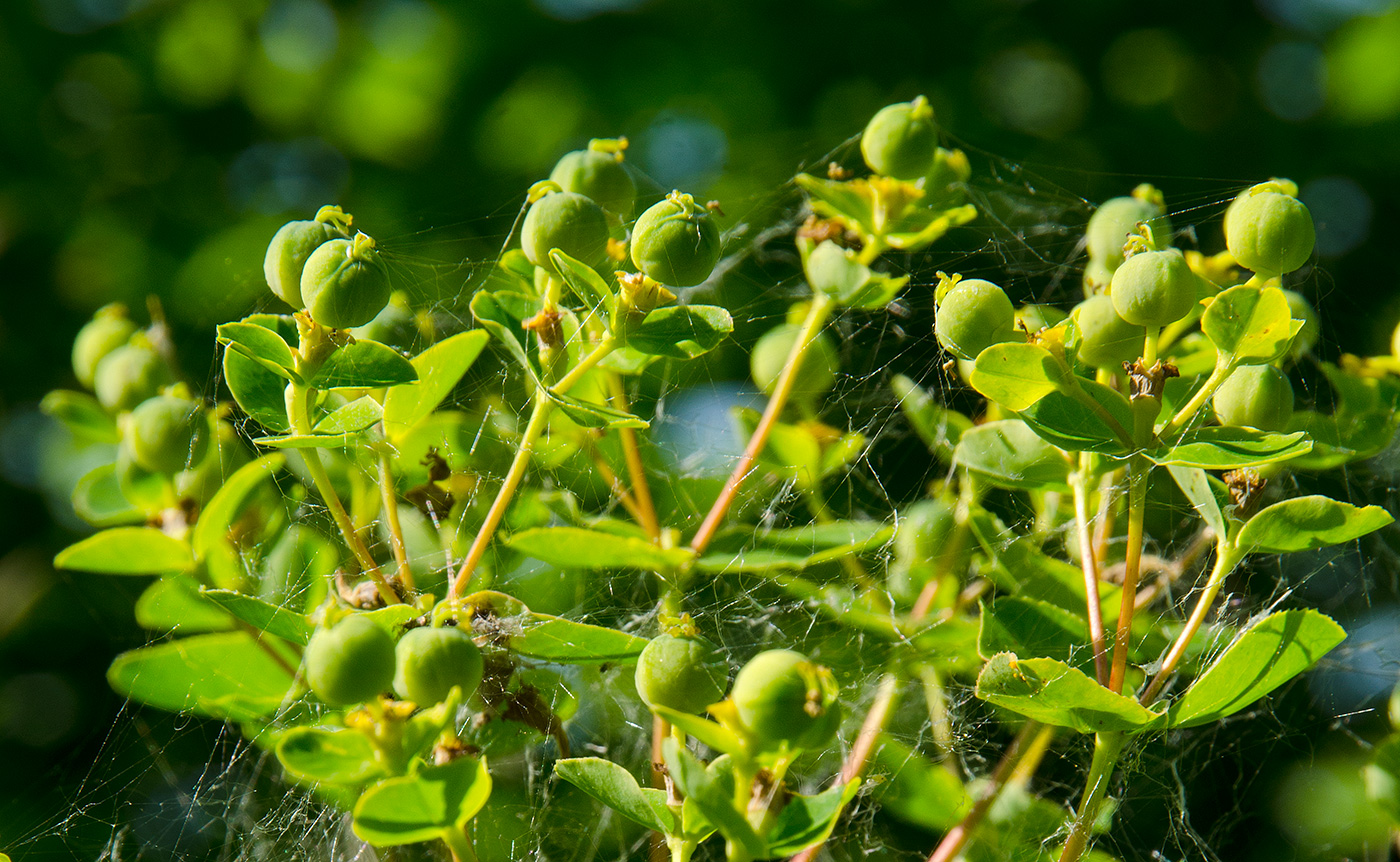 Изображение особи род Euphorbia.