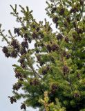Pseudotsuga menziesii. Верхушки ветвей с шишками. Саратовская обл., г. Саратов, в культуре. 12.04.2026.